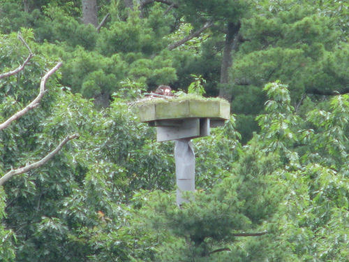 Sasanoa osprey nest