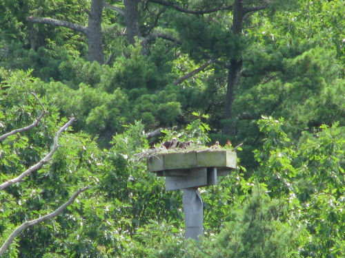Two osprey in nest
