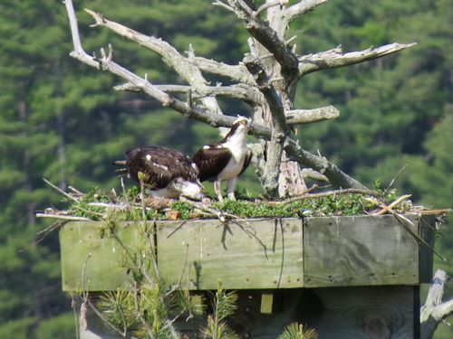 Sasanoa River osprey nest