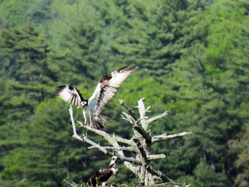 Sasanoa River osprey nest