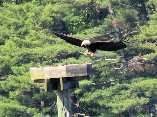 Sasanoa River eagle nest