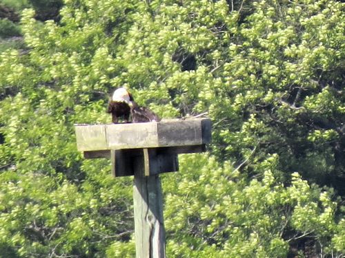 Sasanoa River eagle nest