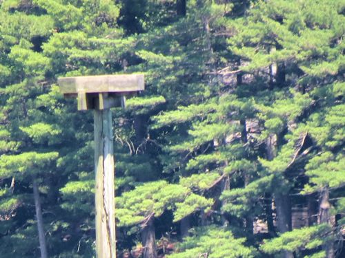 Sasanoa eagle nest platform