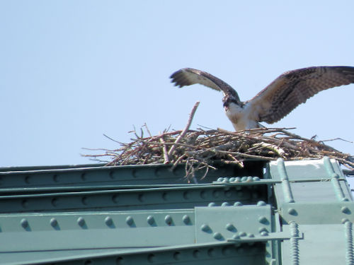 osprey chick on Sasanoa River Bridge