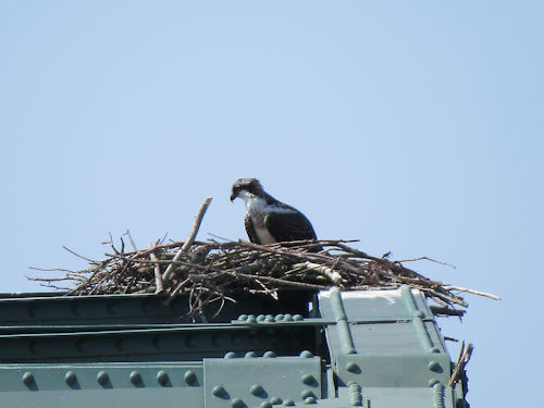 osprey chick on Sasanoa River Bridge