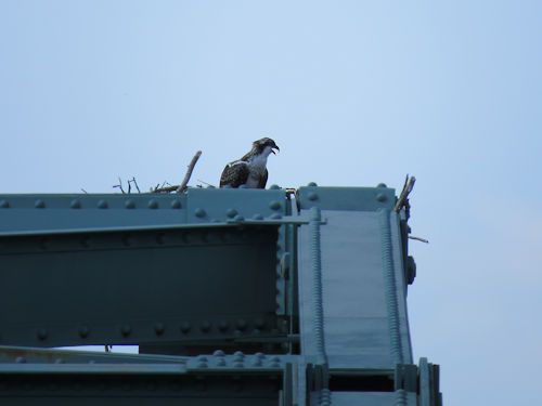osprey chick on Sasanoa Bridge