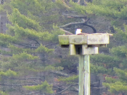 eagle settled in - likely incubating