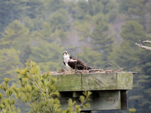 osprey on Sasanoa River nests
