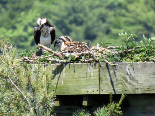 Sasanoa River osprey chicks