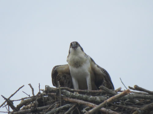 osprey chick at the Taste of Maine Restaurant in Woolwich