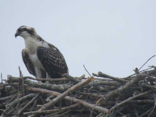 osprey chick at the Taste of Maine Restaurant in Woolwich